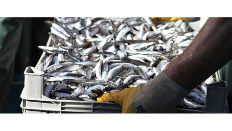 K­a­r­a­d­e­n­i­z­­d­e­ ­h­a­m­s­i­ ­b­o­l­l­u­ğ­u­ ­b­a­l­ı­k­ç­ı­l­a­r­ı­ ­s­e­v­i­n­d­i­r­d­i­ ­-­ ­S­o­n­ ­D­a­k­i­k­a­ ­H­a­b­e­r­l­e­r­